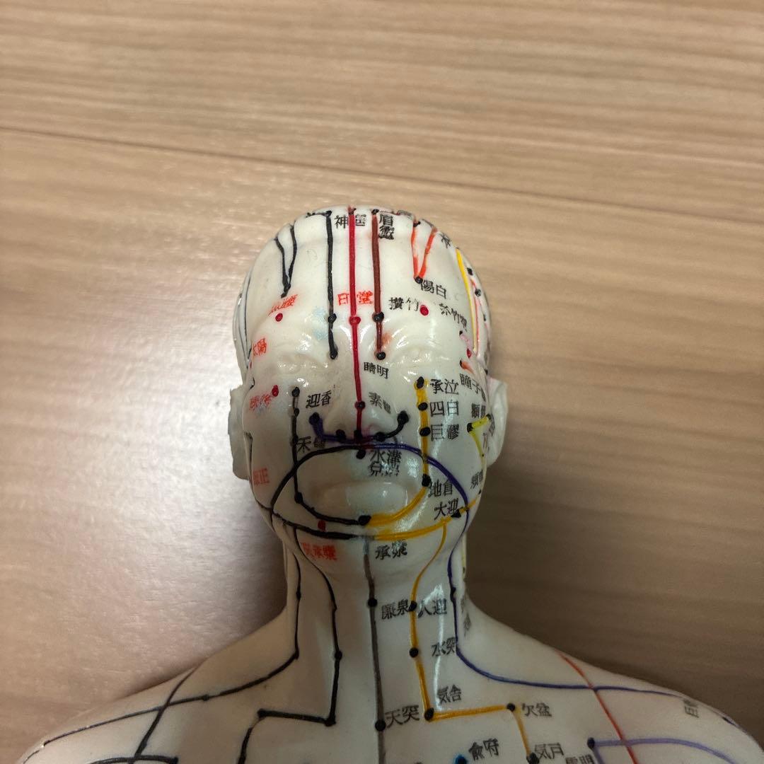 経絡線付き人体模型 約50cm