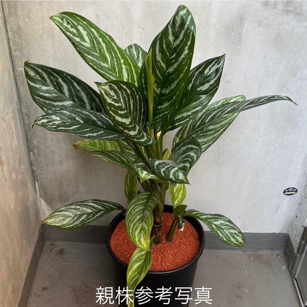 アグラオネマ ニティドゥム カーティシー 観葉植物 LEON レオン 9