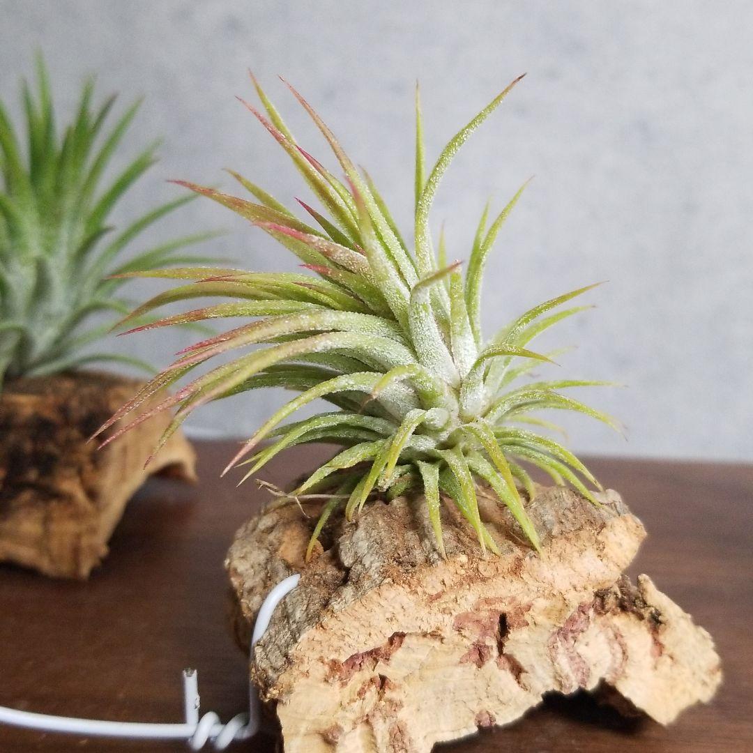 みっちゃん様確認用